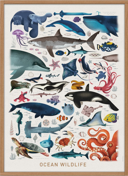 Dieter Braun poster ocean wildlife 50 x 70 cm