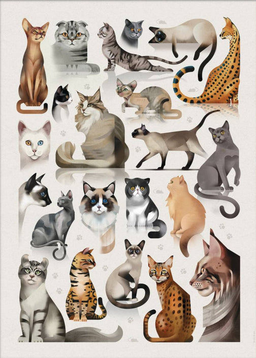 Dieter Braun poster cats 50 x 70 cm