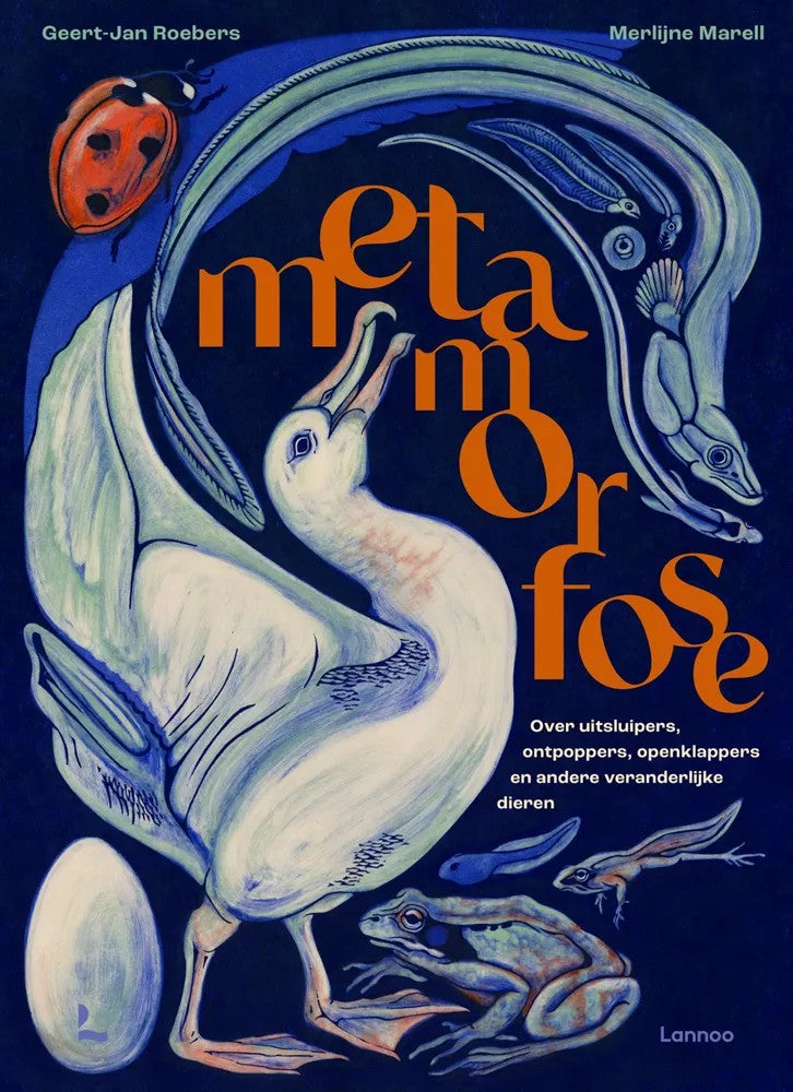 Metamorfose 8 jr+