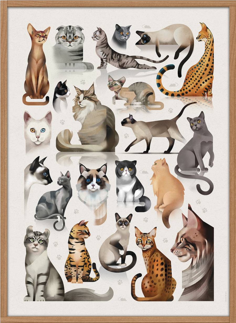 Dieter Braun poster cats 50 x 70 cm