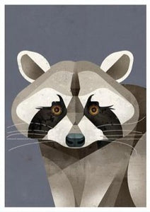 Dieter Braun postcard Raccoon