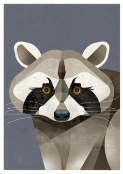 Dieter Braun postcard Raccoon