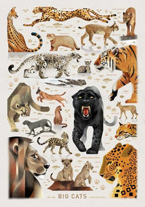 Dieter Braun poster Big Cats 50 x 70 cm 9999-0020502