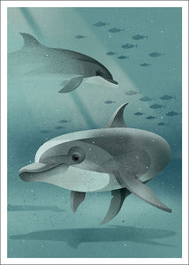 Dieter Braun postcard Dolphins